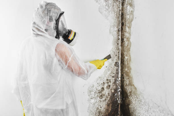 Best Mold Testing and Inspection Services in Unionville, NC