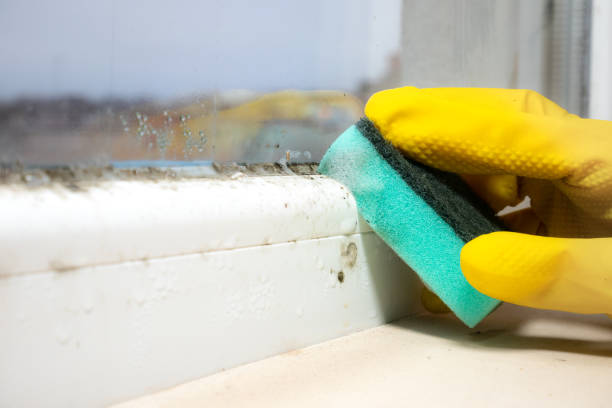  Unionville, NC Mold Removal Pros