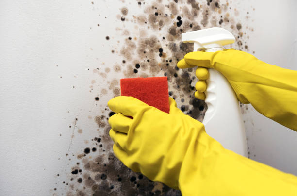 Best Basement Mold Remediation in Unionville, NC