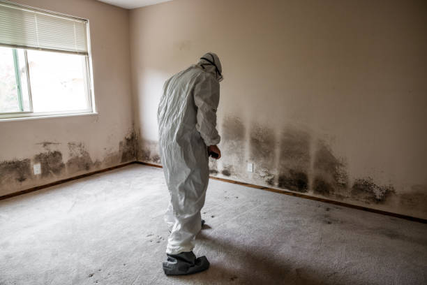 Best Attic Mold Remediation in Unionville, NC